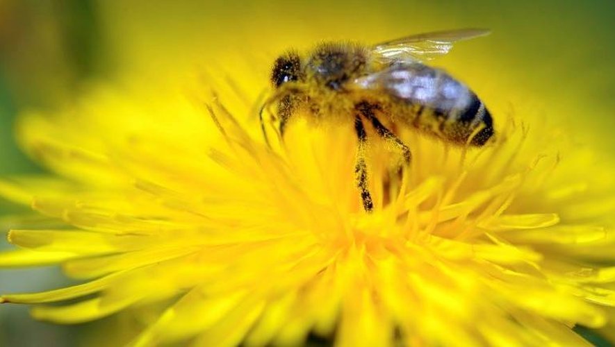 Une abeille butine une fleur de pissenlit. 
