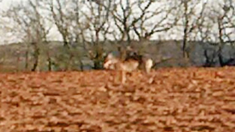 Sud-Aveyron : un nouveau troupeau de brebis attaqué...