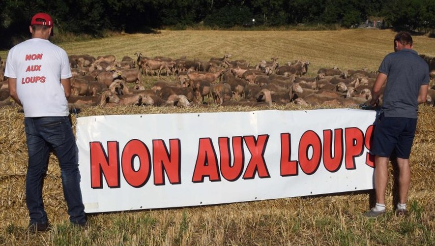 Les éleveurs rassemblés à Séverac pour dénoncer le «massacre» causé par le loup