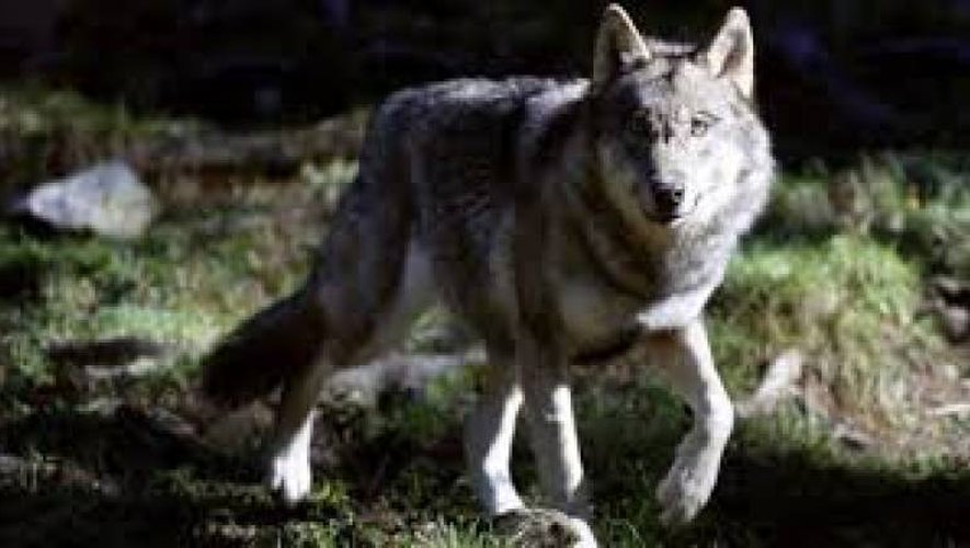 Le nouveau plan loup s'attire des critiques des pro et anti-loups 