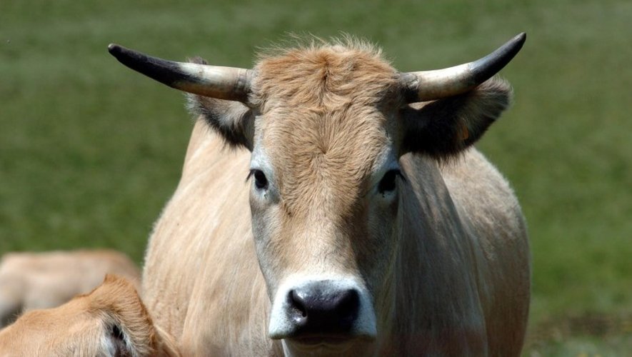 Neuf bovins sont morts dans un accident de la route, ce mardi après-midi dans le Nord-Aveyron.