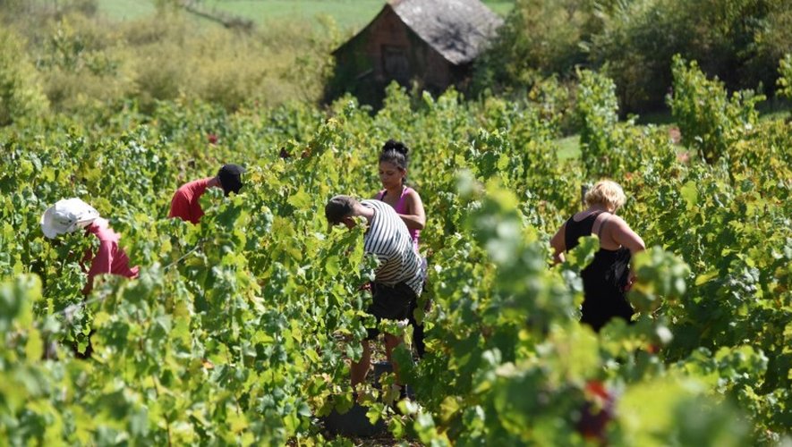 Baisse de la consommation de vin prévue en France d'ici à 2020, pas à l'étranger