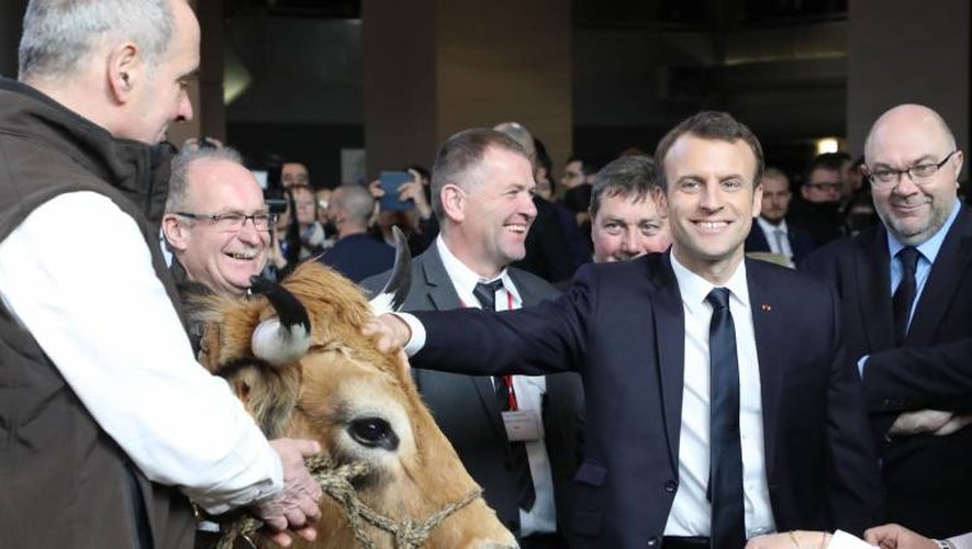 Le président français découvre la race aubrac (Photo AFP)