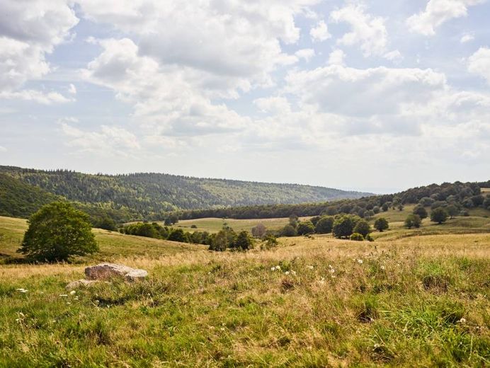 Trois choses à savoir sur Haute, l’Aubrac égérie du futur Salon de l’Agriculture