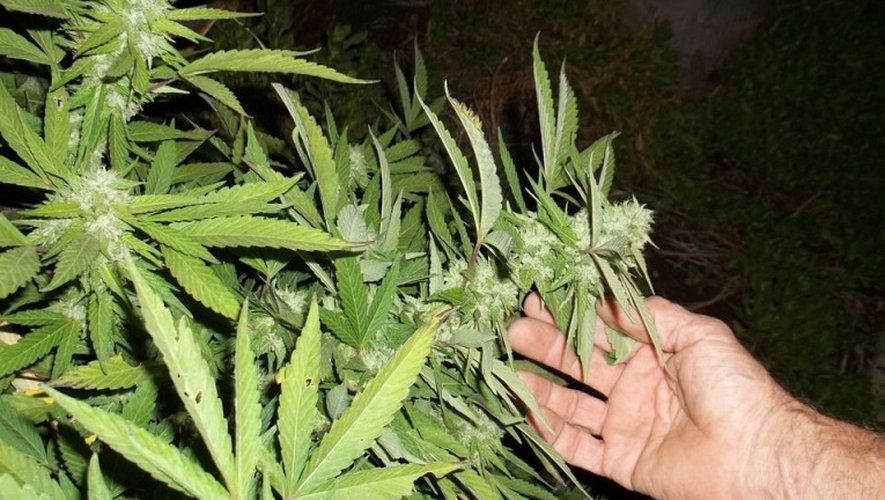 Naussac : une famille jugée pour sa production de cannabis... « bio »
