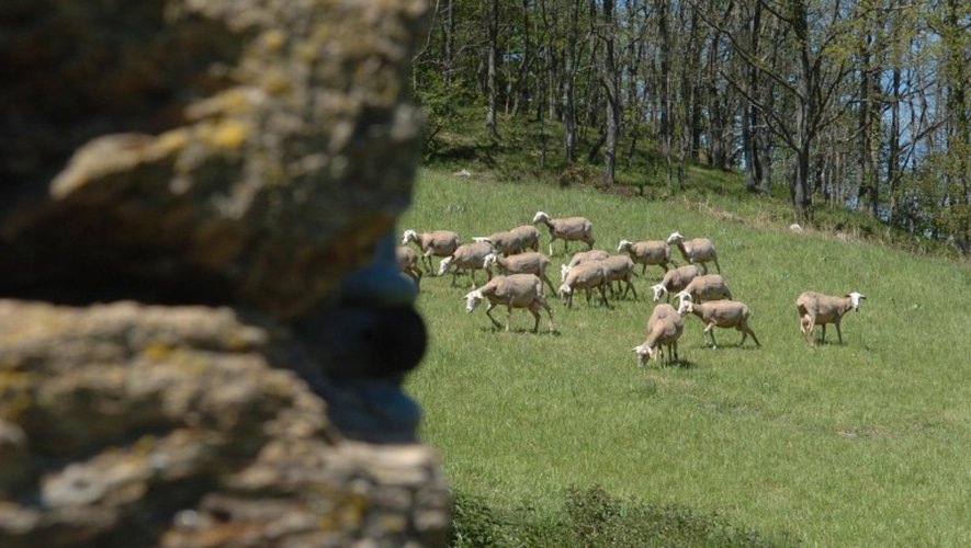 Sainte-Eulalie-de-Cernon : deux brebis tuées dans deux nouvelles attaques de troupeaux