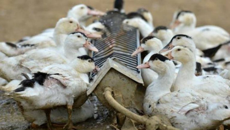 Virus aviaire en Lot-et-Garonne : pas de risque, les canards peuvent être consommés 