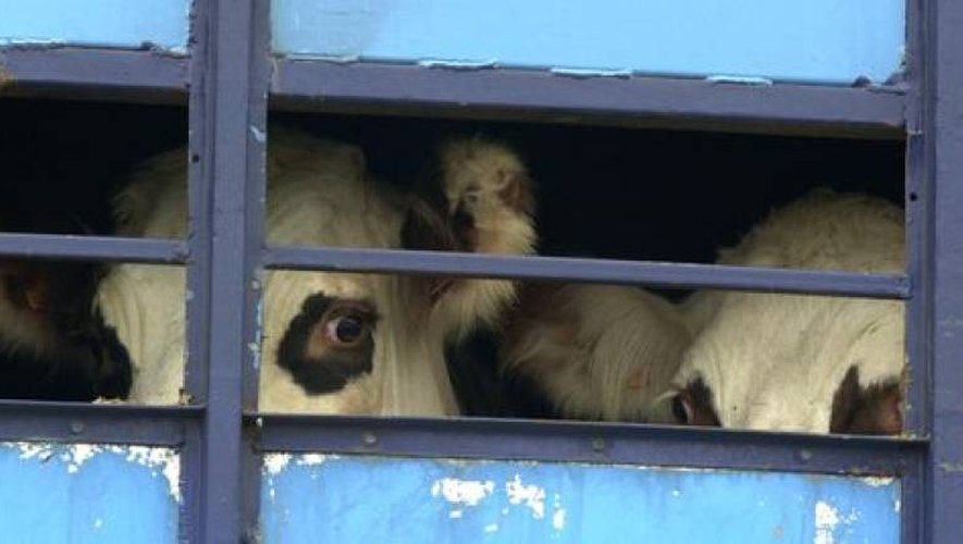 Les bêtes partaient de Montézic en direction d’abattoirs clandestins dans le sud de la France.