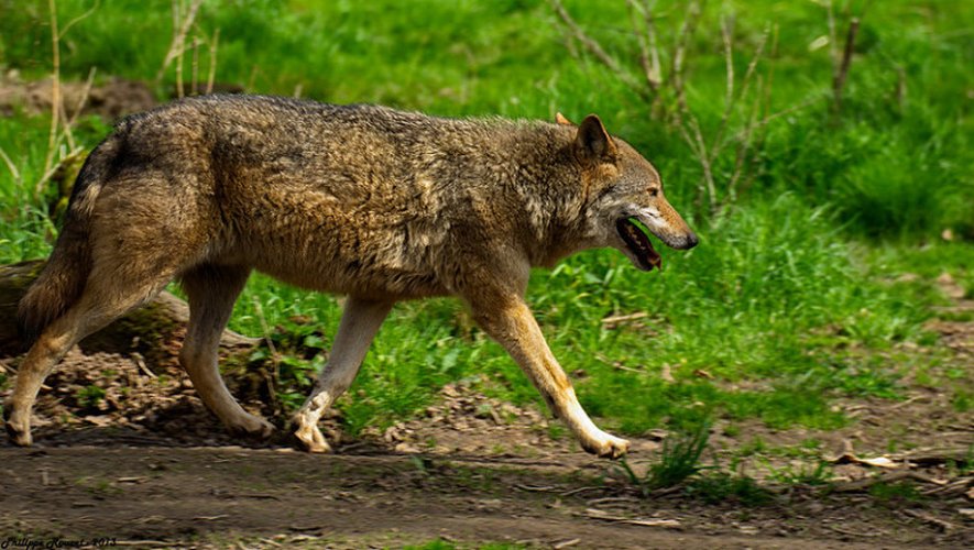 Loups : le gouvernement relève le nombre maximal de prédateurs à abattre