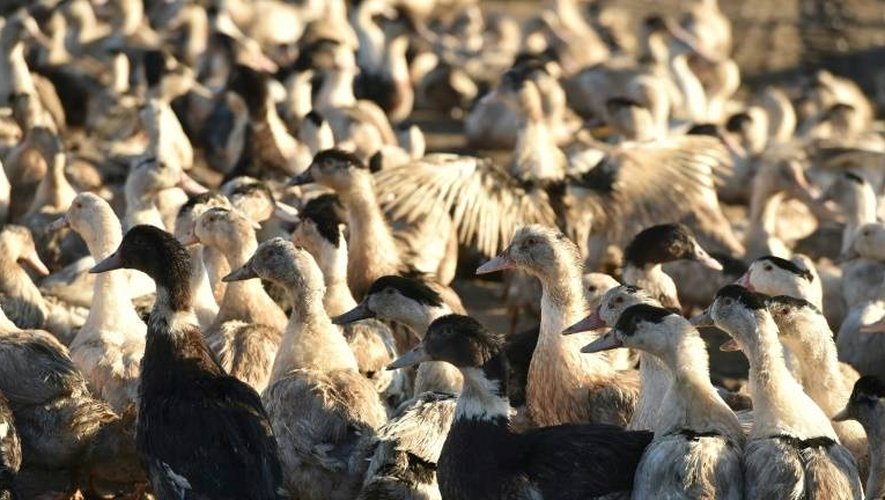 La plupart des foyers infectieux se concentrent dans le Gers et les Landes, principaux producteurs de canards gras