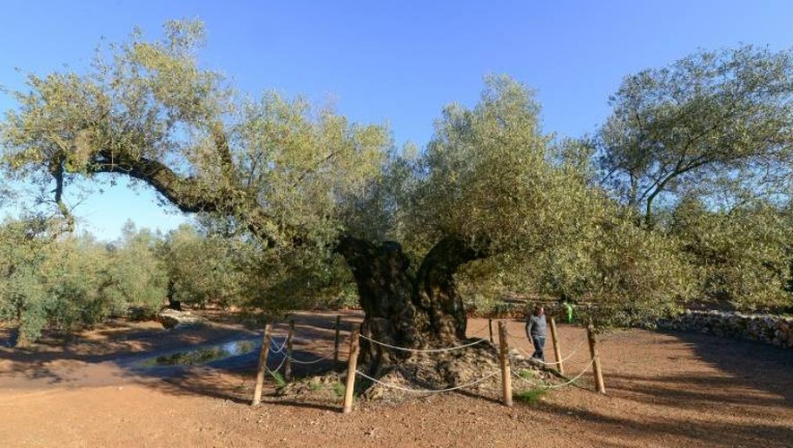 Un homme regarde le plus ancien olivier d'Espagne à Uldecona le 6 décembre 2016