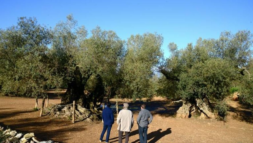 Des hommes regardent le plus ancien olivier d'Espagne à Uldecona le 6 décembre 2016