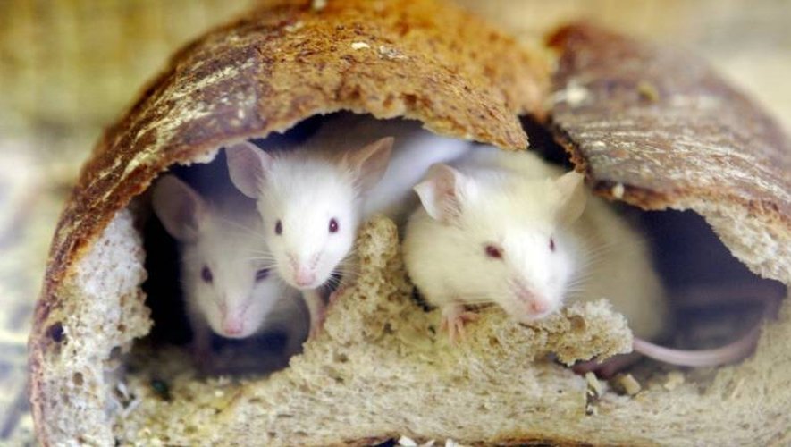 Des chercheurs américains ont transformé des souris en super-machines à manger simplement en stimulant une zone de leur cerveau qui joue un rôle dans le plaisir et la peur.