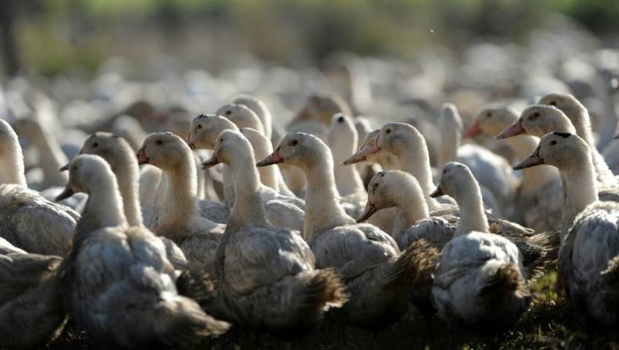 Les cas de grippe aviaire ne cessent de grimper depuis un mois, en particulier dans les élevages de canards du sud-ouest.