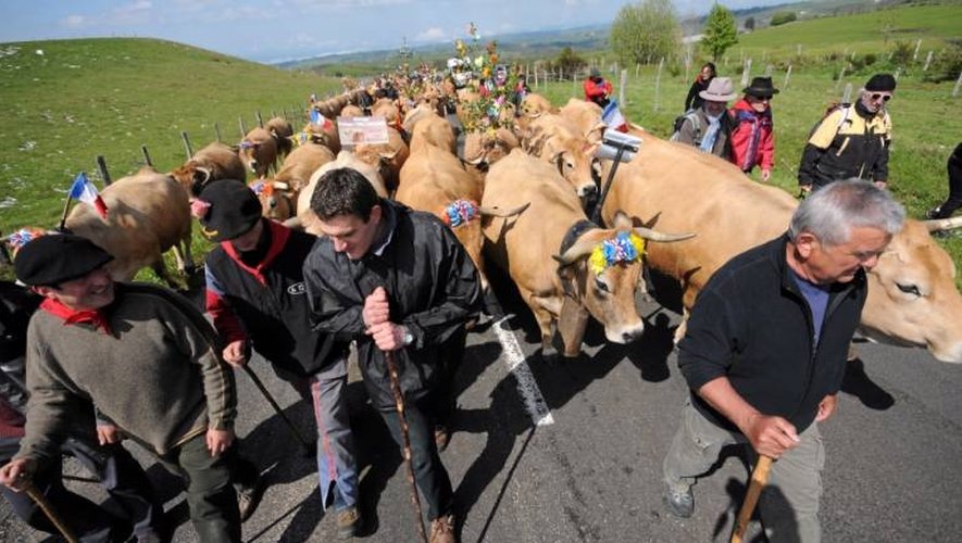 Verra-t-on la montée des vaches sur le plateau d’Aubrac fin mai ? Pour cela, la somme de 5 000 € doit être recueillie afin de maintenir cette tradition relancée en 1981.