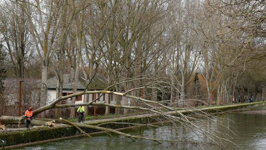 Un arbre déraciné par la tempête le 13 janvier 2017 à Reims