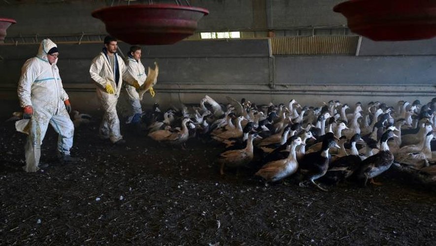 Sébastien Pujos (g) éleveur de canards et ses employés conduisent leurs canards hors du hangar pour procéder à leur abattage suite à un cas de grippe aviaire, à Belloc-Saint-Clamens, le 6 janvier 2017