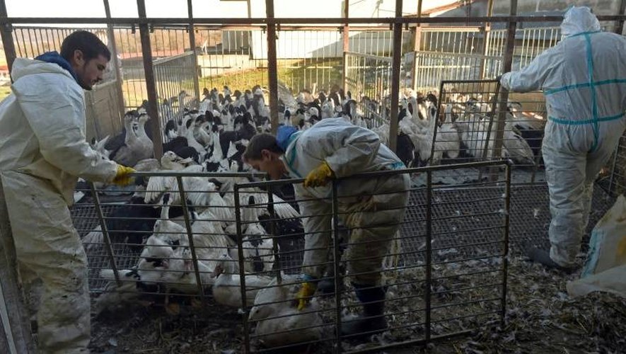 Des éleveurs se préparent à abattre les canards après un cas de grippe aviaire, à Belloc-Saint-Clamens, le 6 janvier 2017
