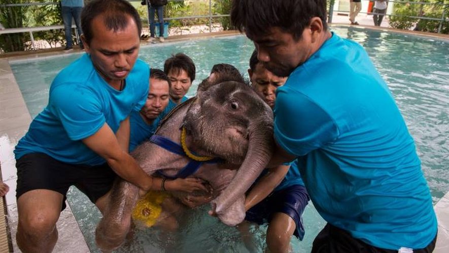 L'éléphanteau "Ciel Clair" est sorti de la piscine par des soigants lors d'un traitement d'hydrothérapie à la clinique de la province de Chomburi, le 5 janvier 2017