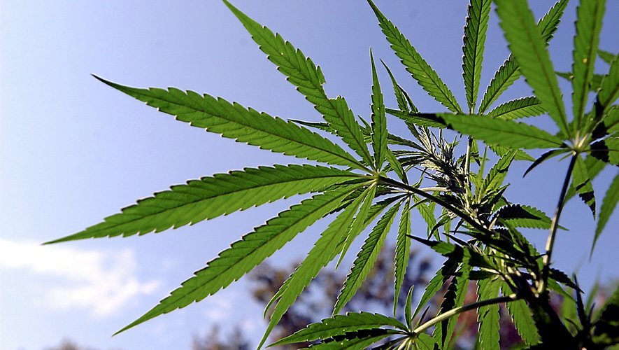 Des plants de cannabis ont été découverts dans le Vallon la semaine dernIère.