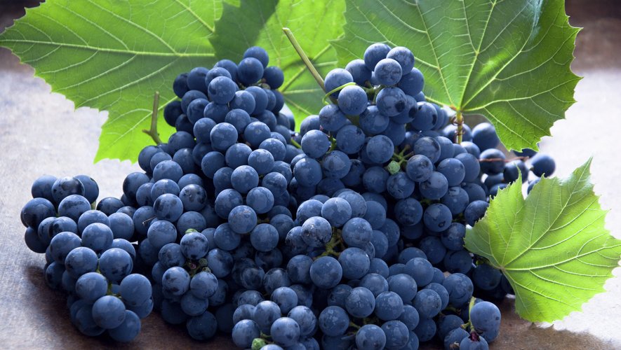 Le prix au kilo du raisin noir Muscat Hambourg a perdu près deux euros en quinze jours.