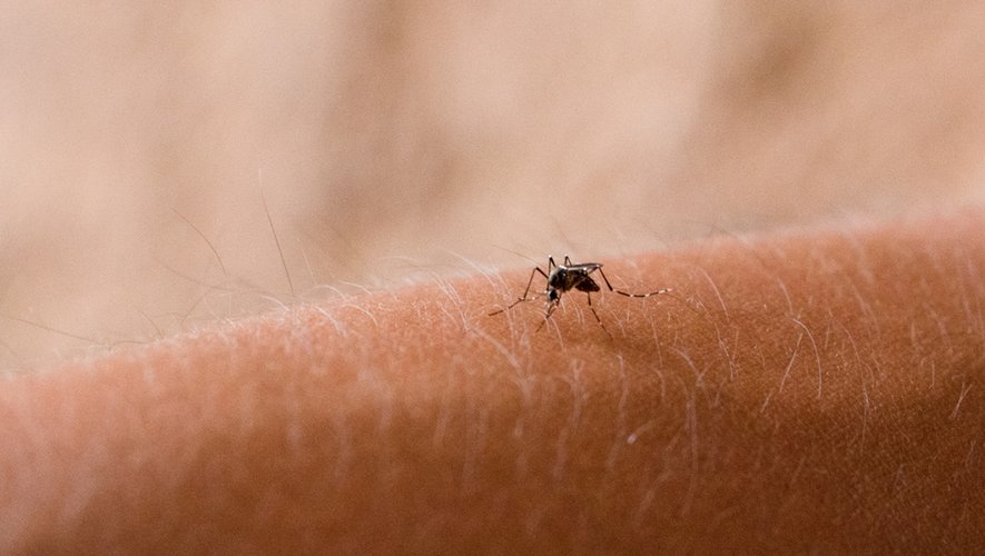 Comment le virus Zika persiste dans le sperme ?