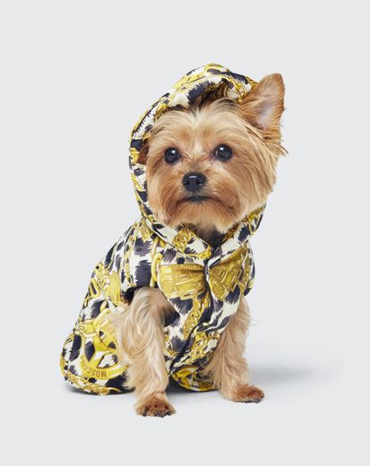 Les vêtements pour chiens font partie intégrante de la collection Moschino [tv] H&M.