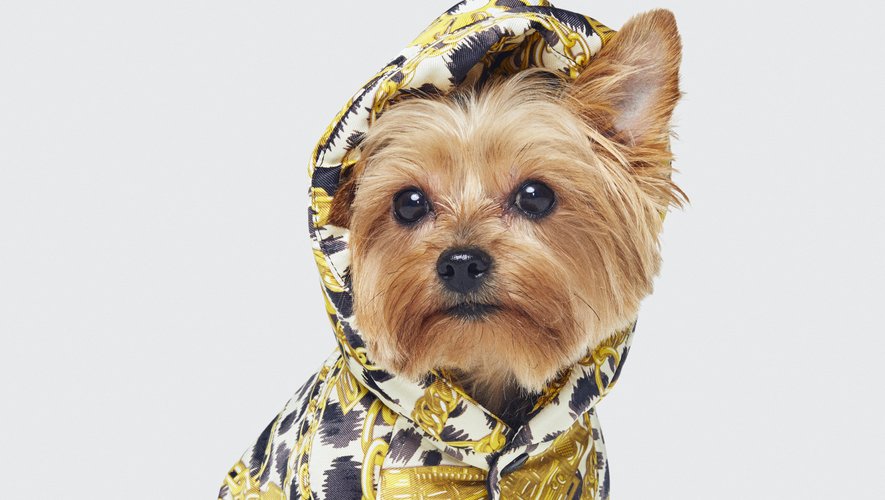Les vêtements pour chiens font partie intégrante de la collection Moschino [tv] H&M.