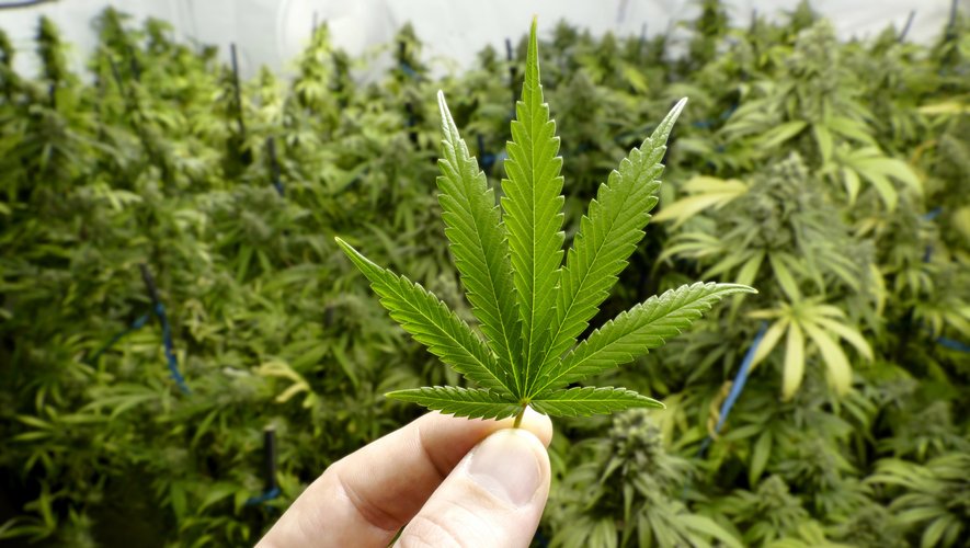 Le Canada deviendra le 17 octobre le premier pays du G7 à légaliser le cannabis récréatif, et le deuxième pays au monde.