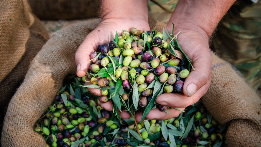 Menus santé : l’olive, la reine des antioxydants