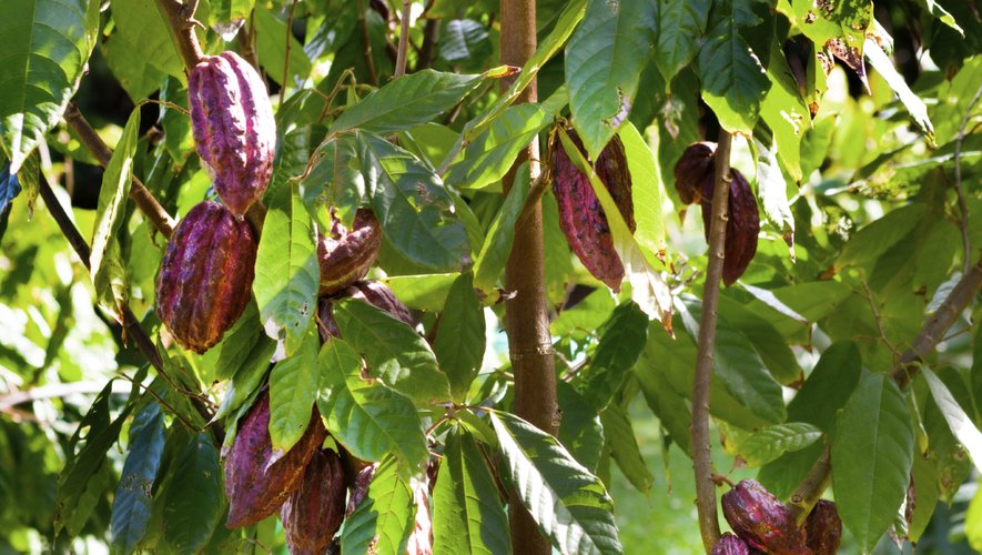 C'est la première fois que des chercheurs débusquent des traces archéologiques de l'utilisation du cacao en Amérique du Sud.