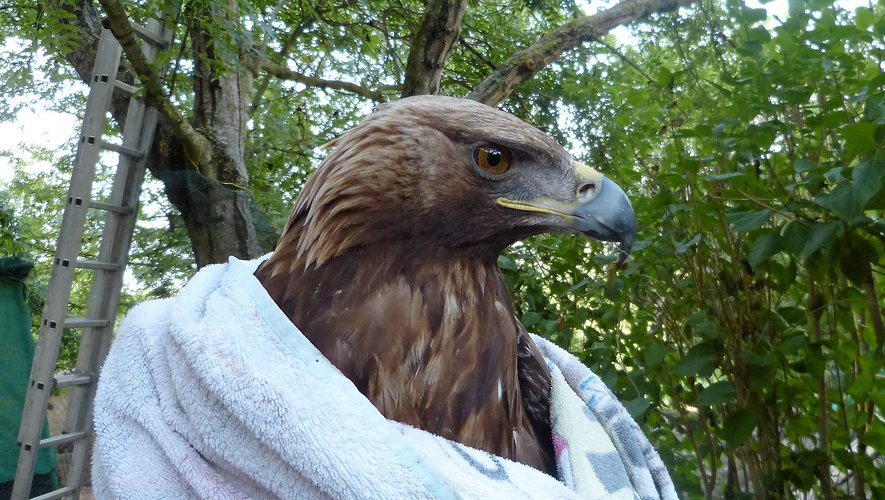L’aigle, à qui il manque une phalange à une aile, a été confié à l’Office national des forêts de Rambouillet.