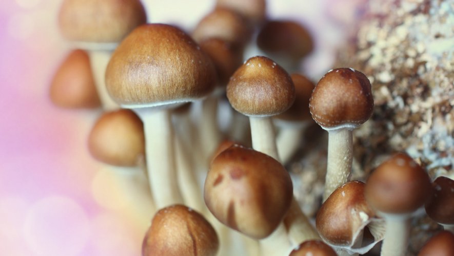 Les intoxications liées à la consommation de champignons sauvages ont "fortement augmenté" au cours des quinze derniers jours