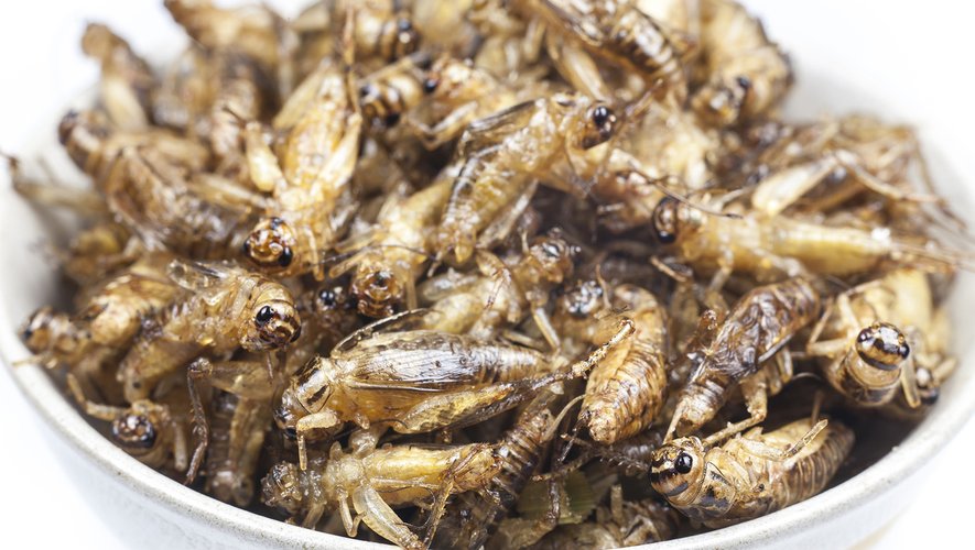 Les insectes dégoûtent encore trop les consommateurs pour remplacer la viande