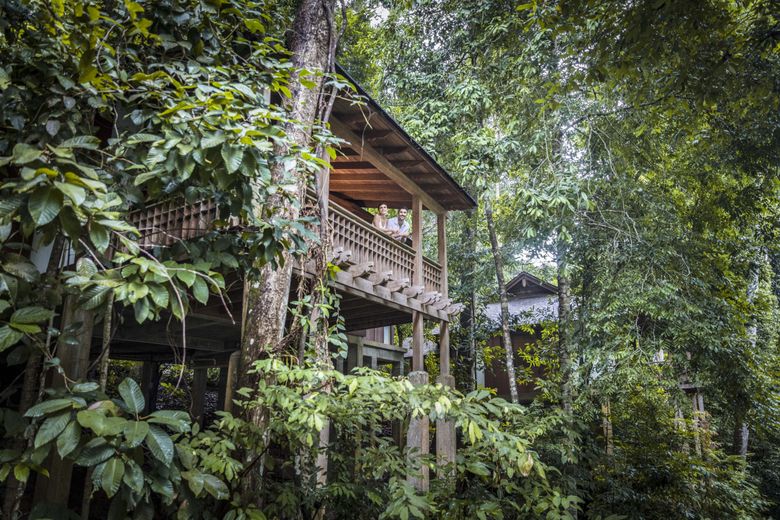 Au cœur d'une forêt tropicale luxuriante.