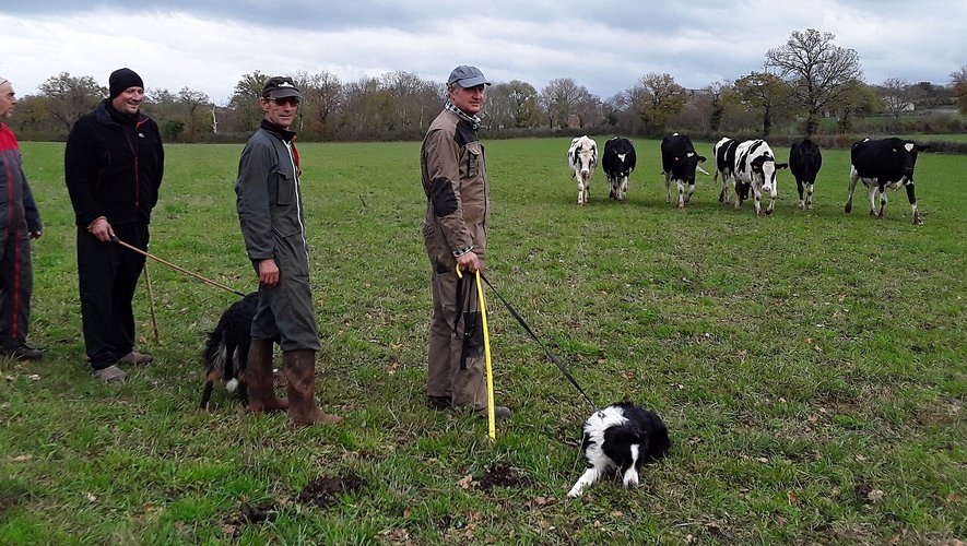 Des agriculteurs en formation de dressage de chiens de berger