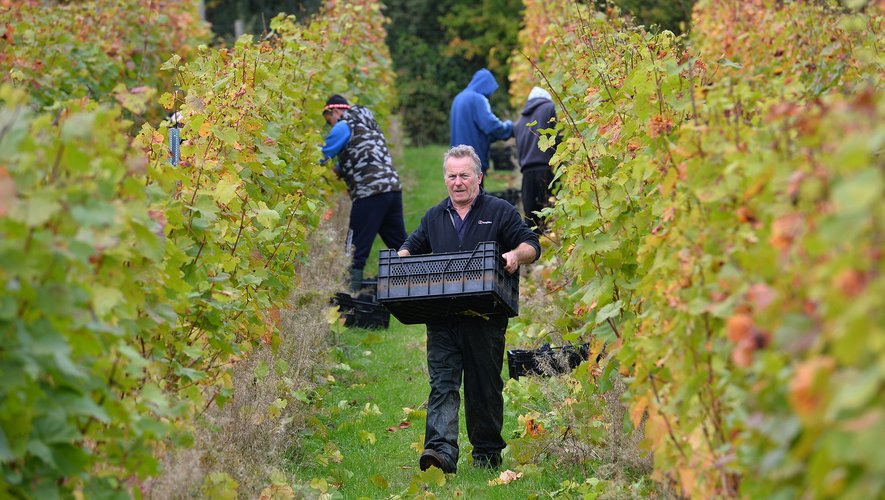 Avec le réchauffement climatique, les viticulteurs d'Angleterre se frottent les mains: leurs vins effervescents gagnent en qualité et rivalisent désormais avec le champagne