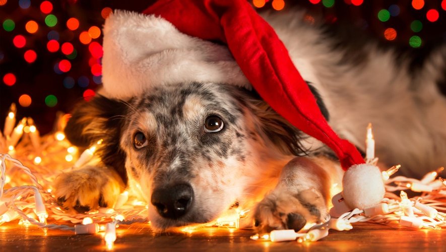Risque d’intoxication : à Noël, les animaux ne sont pas à la fête