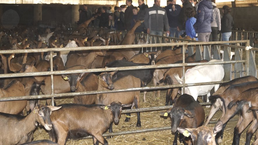 Visite de l'élevage de 1000 chèvres de M.Arnaud Cormouls