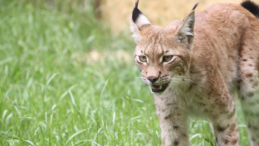 Un lynx, au moins, aurait été vu du côté de Coubisou.