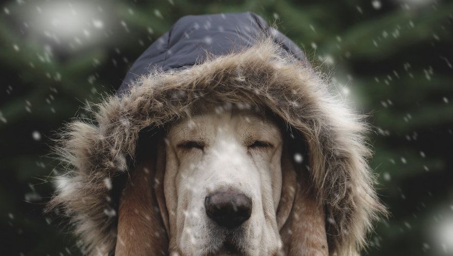 Comment protéger votre chien contre le froid ?