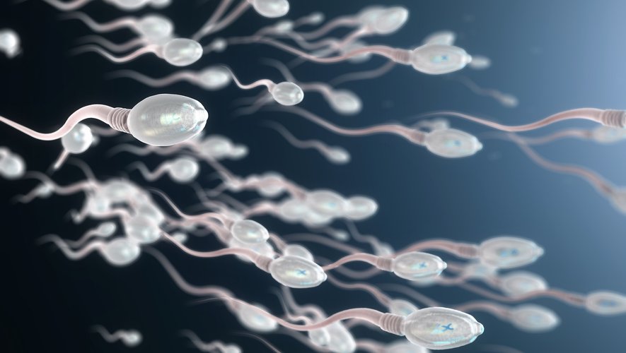 Les fausses couches à répétition peuvent être liées à des spermatozoïdes endommagés