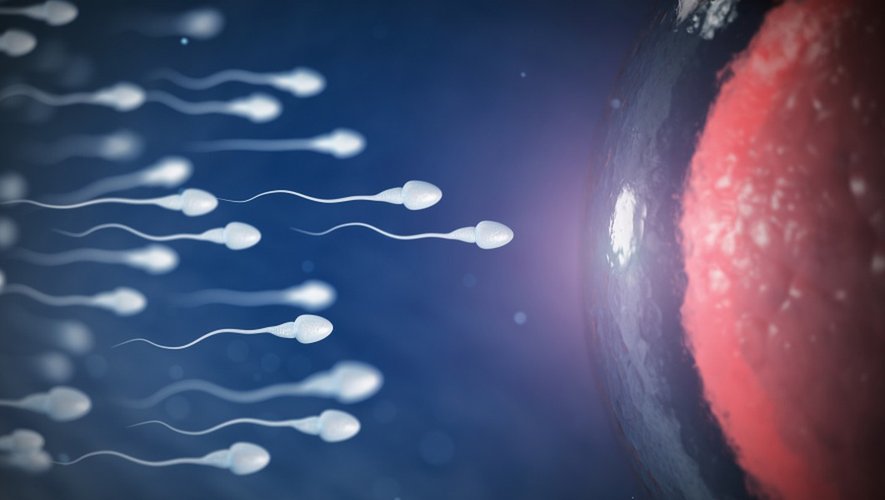 Fausses couches : et si c’était la qualité du sperme ?