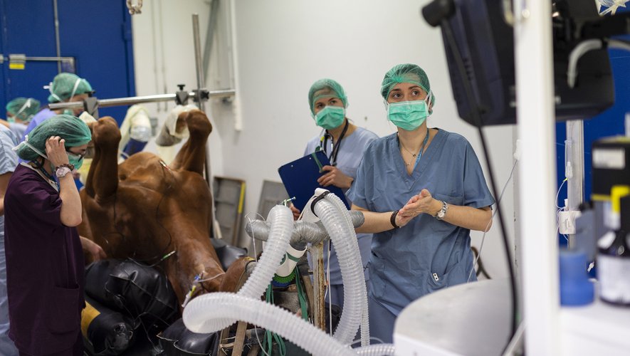 A Marcy-l'Etoile, "quelque 1.500 chevaux sont hospitalisés chaque année