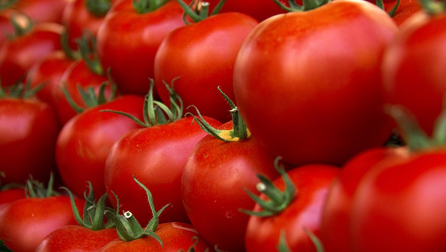 Les tomates rondes atteignent 2,09€ le kilo