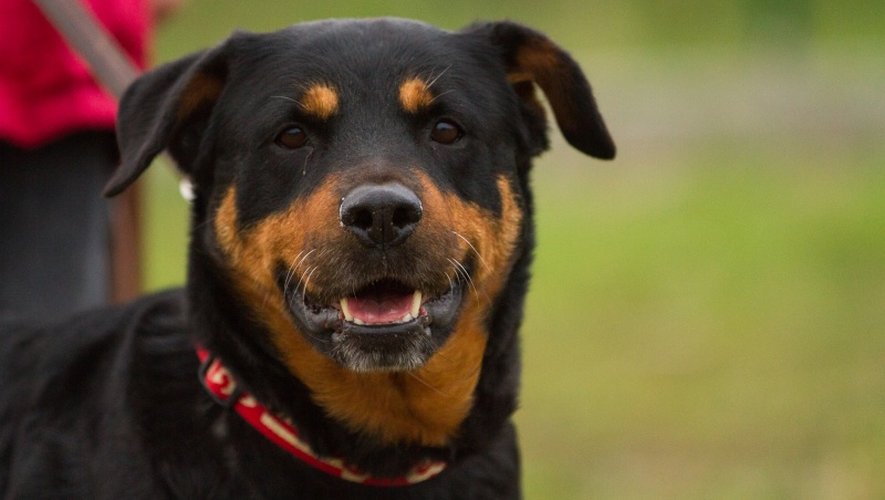C'est un chien de race beauceron croisé malinois, similaire à celui-ci, qui a été victime des exactions du prévenu condamné mardi par le tribunal de Rodez.