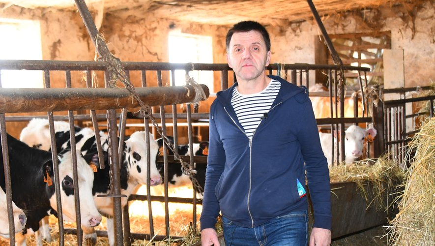 Thierry Cadars possède à la fois des vaches laitières et allaitantes.