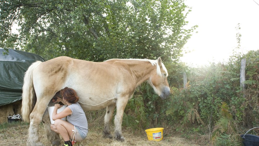 Aline compte 11 chevaux, dont sept juments mères et trois pouliches.