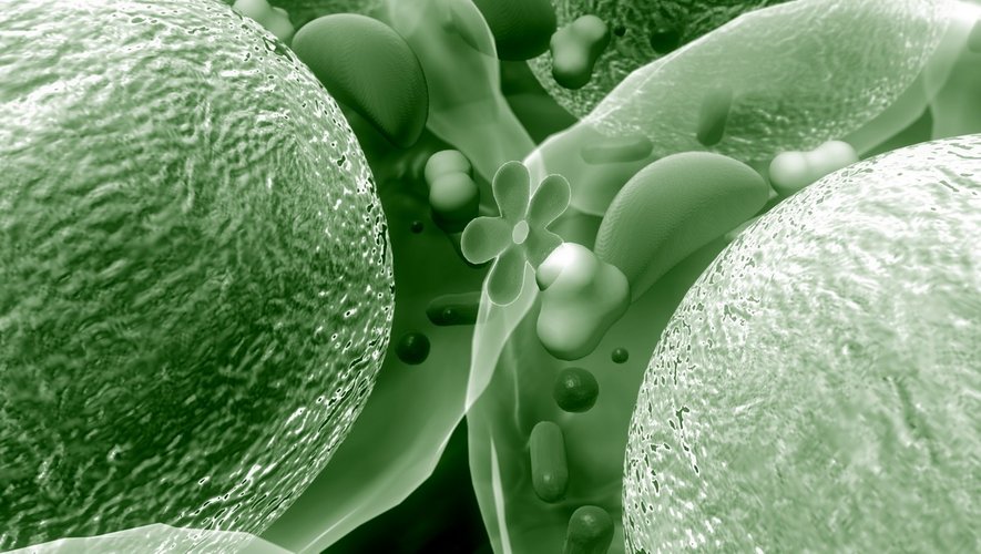 Microbiote : des nouvelles bactéries recensées !