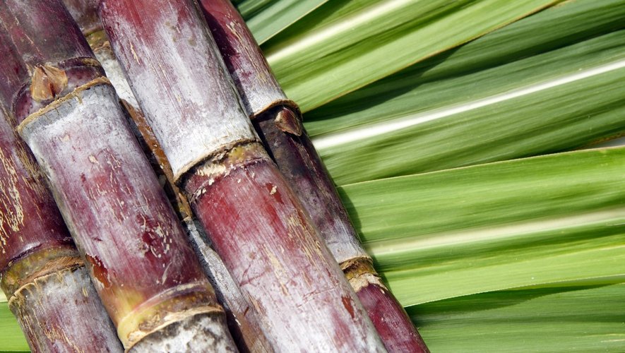 Pesticides : les travailleurs de la canne à sucre de la Réunion surexposés